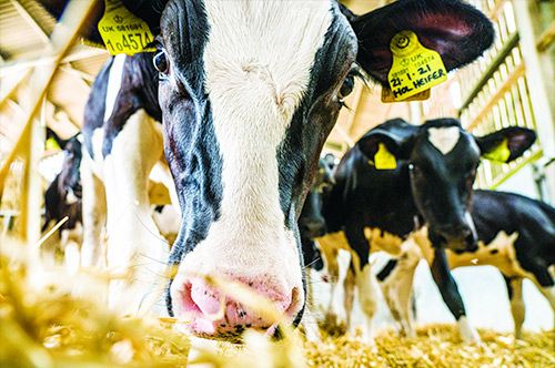 Innovation Vouchers to help you improve the dairy industry?
