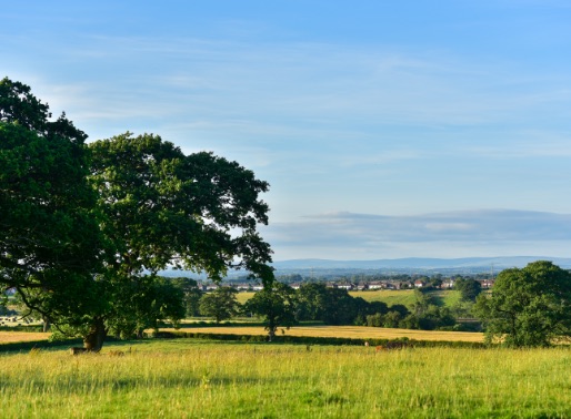Photo of beautiful, untouched countryside with a large tree in the foreground